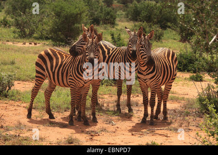 Le zèbre de Boehm, Grant's zebra (Equus quagga boehmi Equus quagga, granti), quatre zèbres debout ensemble dans la savane, le Kenya, l'Est de Tsavo National Park Banque D'Images