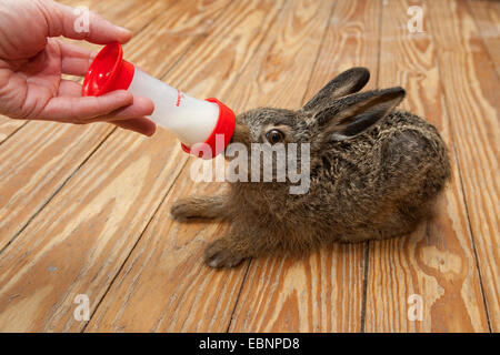 Lièvre européen, lièvre Brun (Lepus europaeus), leveret bouteille est nourri, Allemagne Banque D'Images