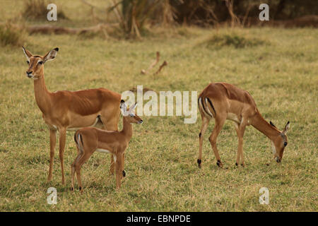 Impala (Aepyceros melampus), deux antilopes avec jeune animal dans un pré, au Kenya, Samburu National Reserve Banque D'Images