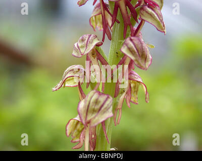 Aceras anthropophorum homme orchid (Orchis anthropophora,), fleurs, Allemagne Banque D'Images