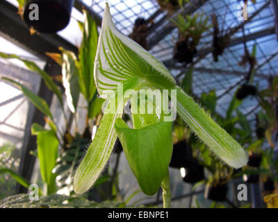 Orchidées Paphiopedilum (curtesii slipper f. alba, Paphiopedilum curtesii alba), fleur dans une maison verte Banque D'Images