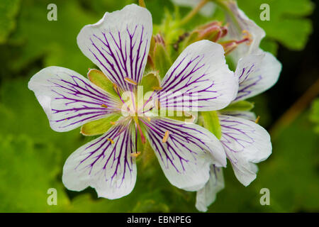 Renard's crane's-bill (Geranium renardii), fleur Banque D'Images