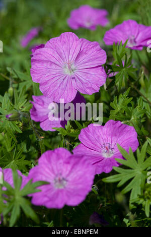 Géranium sanguin rouge-sang, géranium sanguin (Geranium sanguineum), blooming, Allemagne Banque D'Images