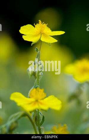 Rock commun-rose (Helianthemum grandiflorum, Helianthemum nummularium ssp. grandiflorum), inflorescence, Allemagne Banque D'Images