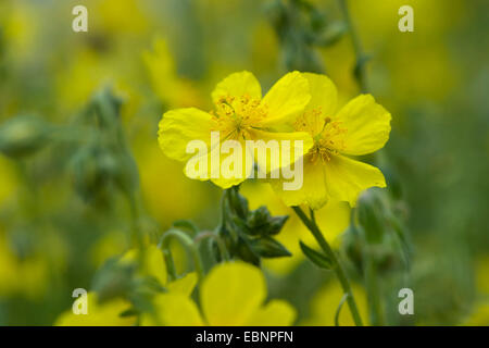 Rock commun-rose (Helianthemum grandiflorum, Helianthemum nummularium ssp. grandiflorum), blooming, Allemagne Banque D'Images