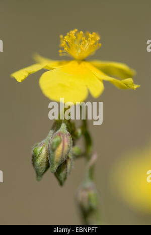 Rock commun-rose (Helianthemum grandiflorum, Helianthemum nummularium ssp. grandiflorum), inflorescence, Allemagne Banque D'Images