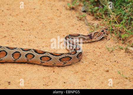 Russell' viper (Daboia russelii russelii, Vipera), reptiles sur une rue, Sri Lanka, parc national de Yala Banque D'Images