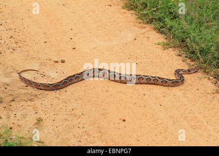 Russell' viper (Daboia russelii russelii, Vipera) rampante, la poussière sur une route, le Sri Lanka, parc national de Yala Banque D'Images