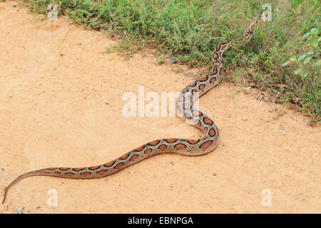 Russell' viper (Daboia russelii russelii, Vipera) rampante, la poussière sur une route, le Sri Lanka, parc national de Yala Banque D'Images