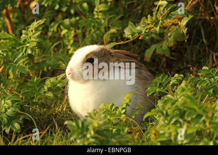 Lapin de garenne (Oryctolagus cuniculus), dans le jardin, en partie avec de la fourrure blanche, leucism partielle, l'Allemagne, Schleswig-Holstein, Sylt Banque D'Images