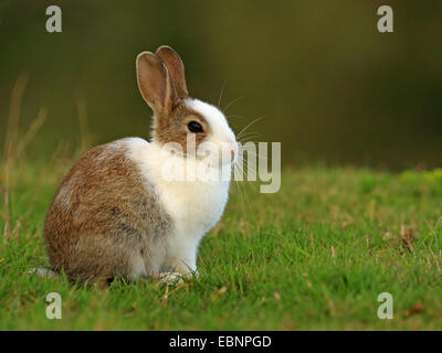 Lapin de garenne (Oryctolagus cuniculus), dans un pré, en partie avec de la fourrure blanche, aménagement du leucism, Allemagne, Schleswig-Holstein, Sylt Banque D'Images