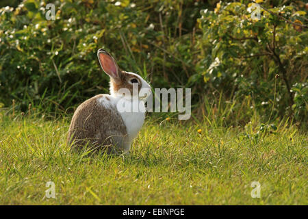 Lapin de garenne (Oryctolagus cuniculus), assis dans un pré, en partie avec de la fourrure blanche, leucism partielle, l'Allemagne, Schleswig-Holstein, Sylt Banque D'Images