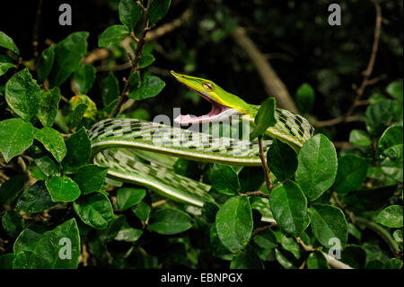 Le whipsnake, vert serpent de vigne (Ahaetulla nasuta), couché sur une branche, la bouche ouverte, le Sri Lanka, Sinharaja Forest National Park Banque D'Images