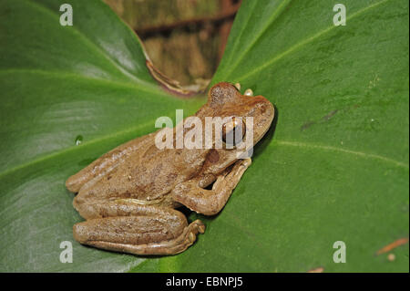 Grenouille d'arbre (terne), sordida Smilisca rainette criarde sur une feuille, Honduras, Parc National Pico Bonito Banque D'Images