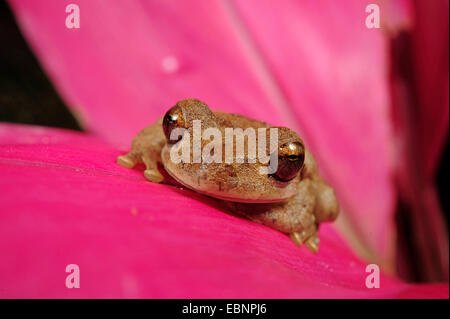 Grenouille d'arbre (terne), sordida Smilisca rainette criarde sur une fleur, le Honduras, Parc National Pico Bonito Banque D'Images