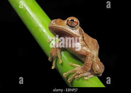 Drab tree frog (grenouille), sordida Smilisca assis sur une pousse, Honduras, Parc National Pico Bonito Banque D'Images