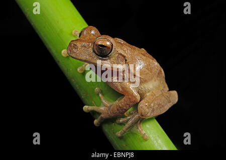 Drab tree frog (grenouille), sordida Smilisca assis sur une pousse, Honduras, Parc National Pico Bonito Banque D'Images