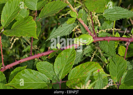 Rainette versicolore rainette commune, européenne, de l'Europe centrale rainette versicolore (Hyla arborea), exposer au soleil sur une brindille bramble, Allemagne Banque D'Images