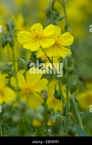 Rock commun-rose (Helianthemum grandiflorum, Helianthemum nummularium ssp. grandiflorum), blooming, Allemagne Banque D'Images