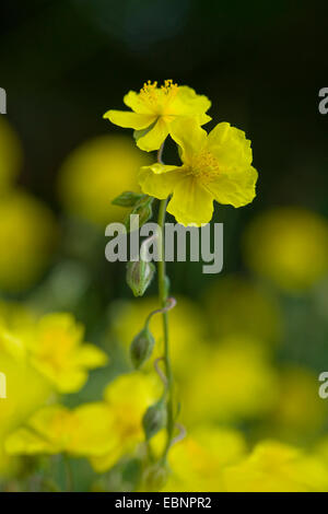 Rock commun-rose (Helianthemum grandiflorum, Helianthemum nummularium ssp. grandiflorum), inflorescence, Allemagne Banque D'Images