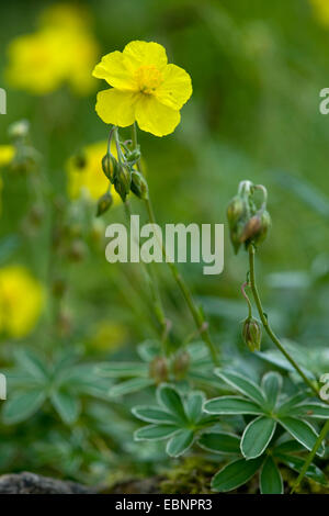 Rock commun-rose (Helianthemum grandiflorum, Helianthemum nummularium ssp. grandiflorum), blooming, Allemagne Banque D'Images