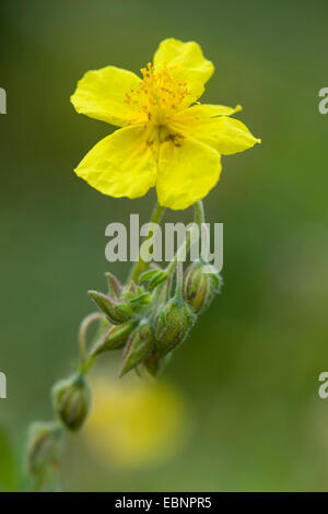 Rock commun-rose (Helianthemum grandiflorum, Helianthemum nummularium ssp. grandiflorum), inflorescence, Allemagne Banque D'Images