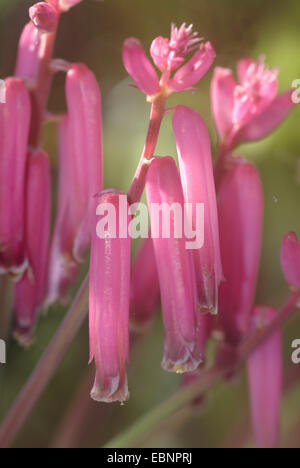 Rubida Cape coucou bleu (Lachenalia rubida), fleurs Banque D'Images