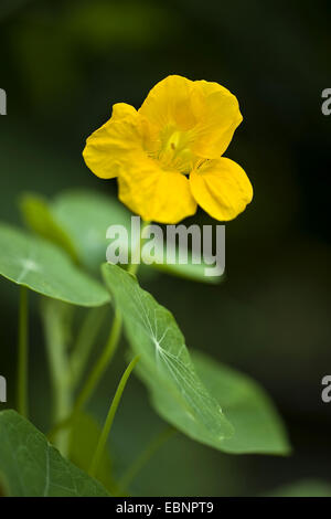 Indian cress, commun capucine, capucine (Tropaeolum majus), blooming Banque D'Images