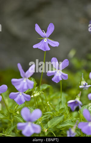 Pansy, cornu horned violette (Viola Cornuta), forme sauvage Banque D'Images