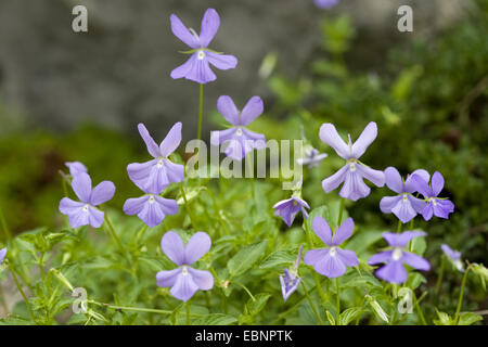 Pansy, cornu horned violette (Viola Cornuta), forme sauvage Banque D'Images