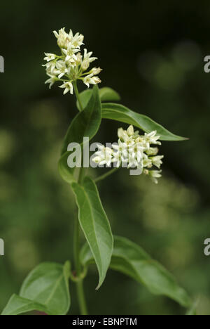 White swallow-millepertuis (Vincetoxicum hirundinaria, Cynanchum vicentoxicum), blooming, Allemagne Banque D'Images