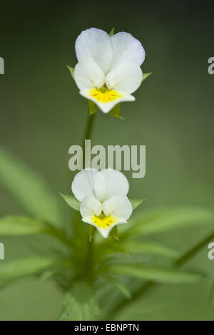 Les violettes des champs cultivés, pansy, petite pensée sauvage (Viola arvensis), la floraison, Allemagne Banque D'Images
