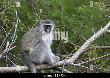 Singe Grivet, savane singe, singe, singe vert (Cercopithecus aethiops), femme assise sur une brindille, Afrique du Sud, Kruger National Park Banque D'Images