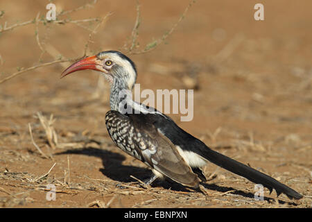 Calao à bec rouge (Tockus erythrorhynchus), recherche de nourriture sur le terrain, Afrique du Sud, Kruger National Park Banque D'Images