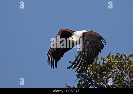 Poissons d'Afrique blanche (Haliaeetus vocifer), eagle flying off, Afrique du Sud, Kruger National Park Banque D'Images