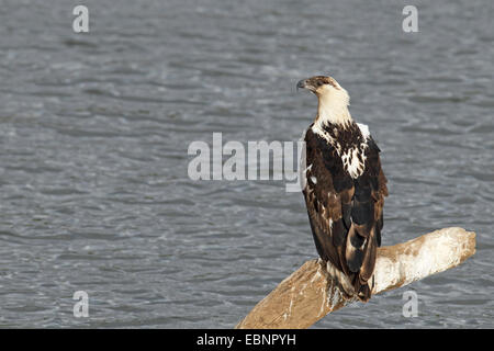 Poissons d'Afrique blanche (Haliaeetus vocifer), eagle immature est assis sur une branche sur la river, Afrique du Sud, Kruger National Park Banque D'Images