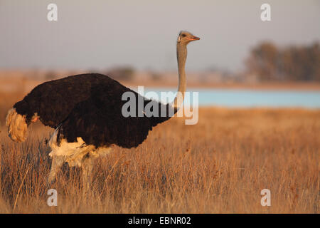 Le sud de l'autruche (Struthio camelus australis australis), Pongo, mâle se distingue dans les prairies, Afrique du Sud, Barberspan Sanctury Oiseaux Banque D'Images