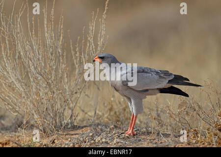 Chant-somalienne de l'Est, autour des palombes autour des palombes psalmodiant pâle (Melierax poliopterus), Autour des palombes adultes se dresse sur le terrain, Afrique du Sud, Kgalagadi Transfrontier National Park Banque D'Images