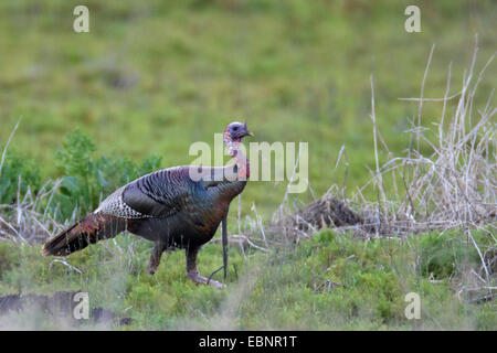 La Turquie commun (Meleagris gallopavo), homme marche sur un pré, USA, Floride Banque D'Images