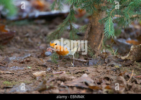 European robin (Erithacus rubecula aux abords), assis sur le sol de la forêt avec un ver de terre dans le projet de loi, l'Allemagne, Rhénanie du Nord-Westphalie Banque D'Images