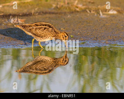 La bécassine des marais (Gallinago gallinago), dans la recherche de nourriture sur le rivage , Allemagne Banque D'Images