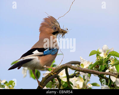 Jay (Garrulus glandarius), assis dans un pommier en fleurs avec une brindille dans son bec pour la nidification, Allemagne Banque D'Images