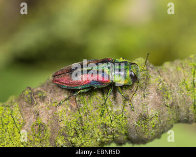 Jewel beetle, coléoptère Bois (Anthaxia candens), homme assis sur une branche, Allemagne Banque D'Images