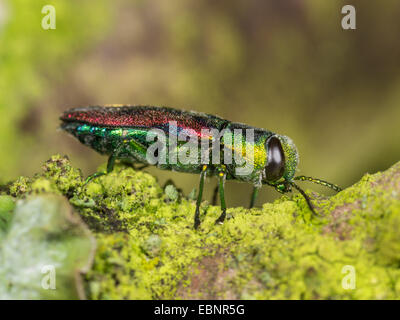 Jewel beetle, coléoptère Bois (Anthaxia candens), homme assis sur une branche, Allemagne Banque D'Images