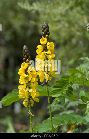 Senna, popcorn, Bush Bougie Golden Wonder (cassia didymobotrya, Senna didymobotrya), inflorescences Banque D'Images