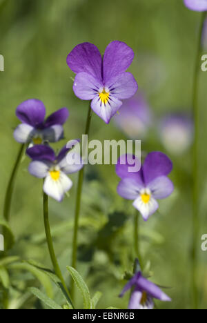 Heart's Ease, heartsease, wild pansy, trois couleurs violette (Viola tricolor), fleurs, Allemagne Banque D'Images