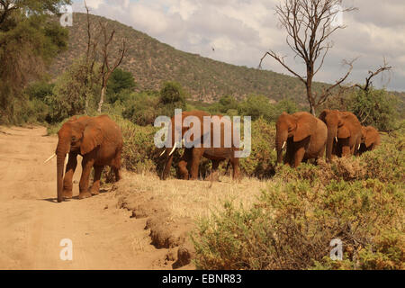 L'éléphant africain (Loxodonta africana), troupeau d'éléphants dans la savane, au Kenya, Samburu National Reserve Banque D'Images