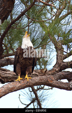 American Bald Eagle (Haliaeetus leucocephalus), d'oiseaux adultes se trouve dans une pinède et appels, USA, Floride Banque D'Images