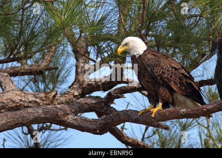 American Bald Eagle (Haliaeetus leucocephalus), Hot bird est assis dans un pin, USA, Floride Banque D'Images