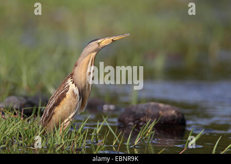 Blongios nain (Ixobrychus minutus), femme à la rive avec le comportement de camouflage, Grèce, Lesbos Banque D'Images